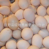 放养新鲜柴鸡蛋放 放养新鲜柴鸡蛋放价格 报价 放养新鲜柴鸡蛋放品牌厂家